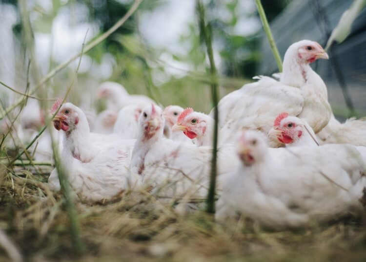 Meghalaya bans import of poultry