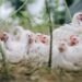 Meghalaya bans import of poultry