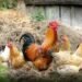 State bans chicken, eggs from Assam