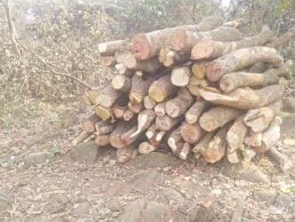 Nokma sells off forest products within A’king, allows timber felling