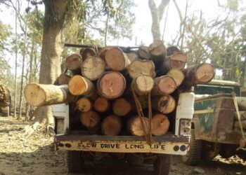 ‘MDC candidate’ attempts to pass off illegal timber as firewood