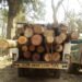 ‘MDC candidate’ attempts to pass off illegal timber as firewood