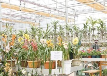Upper Shillong ‘orchidarium’ reopens