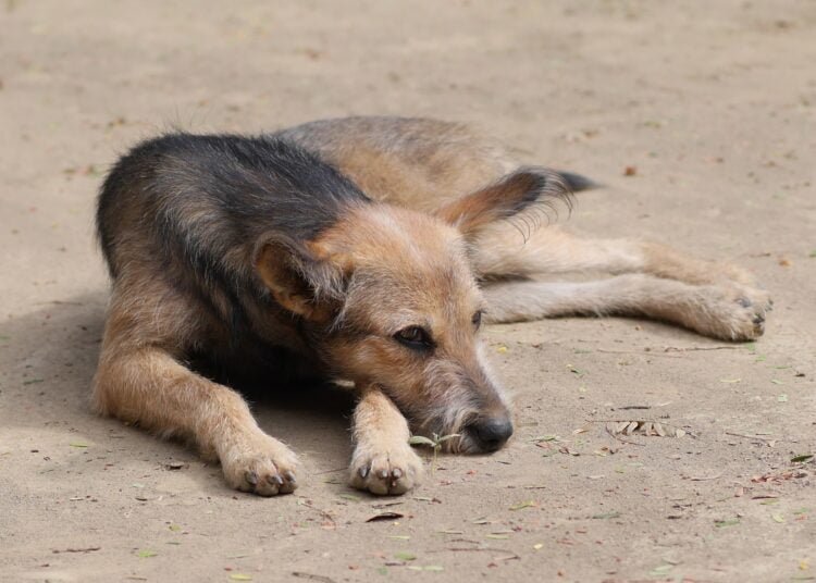 Owners asked to enclose pets for a safe environment