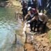 Fish Sanctuary inaugurated at Nongkhnum river island