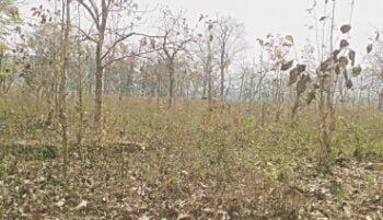 Reserve forest turns to grassland as smugglers plundered