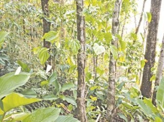 Farmers taken aback by skyrocketing betel leaf price in Shillong