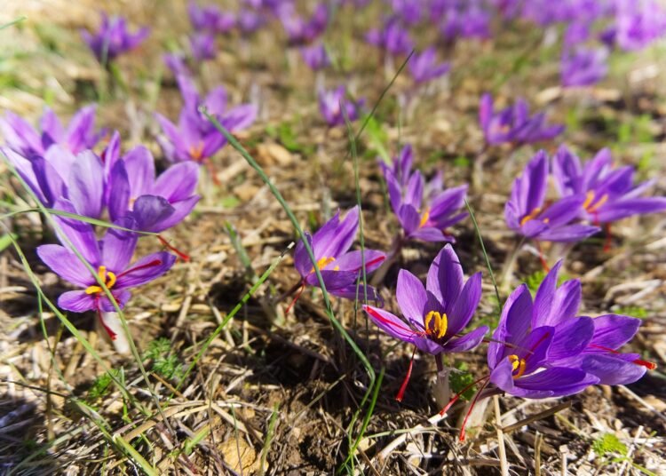 Umiam chosen to grow Kashmir’s famous saffron