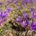 Umiam chosen to grow Kashmir’s famous saffron