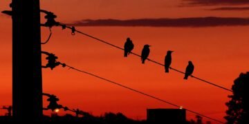 Hesitant Congress keeping a ‘close watch’ on Saubhagya irregularities