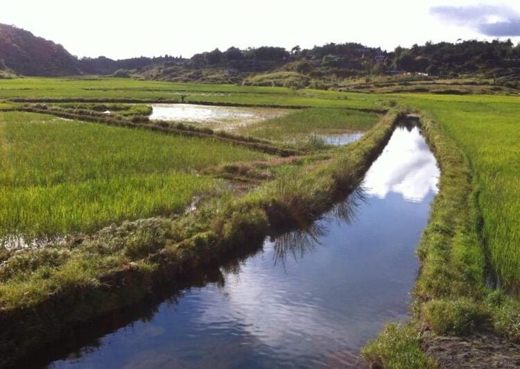 Shangpliang blames State Govt for paltry numbers