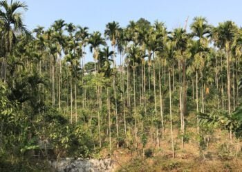 Disease devastating areca palms in WKH