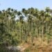 Disease devastating areca palms in WKH