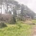 Govt to compensate felling of trees at Upper Shillong through afforestation