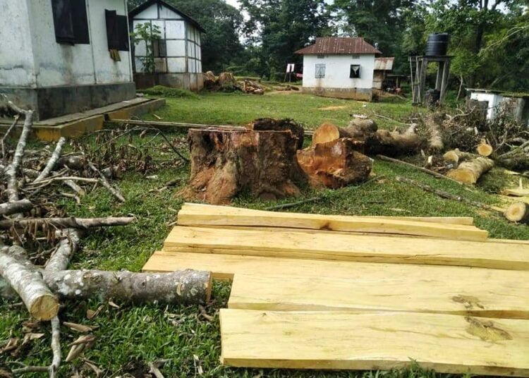 Bernard raises concern over tree felling on GHADC campus