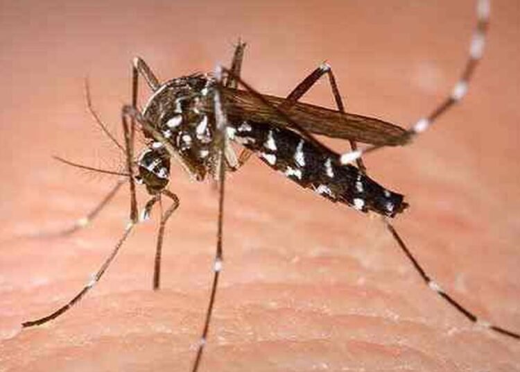 14 Zika Virus Cases Confirmed In Kerala Highland Post 2010