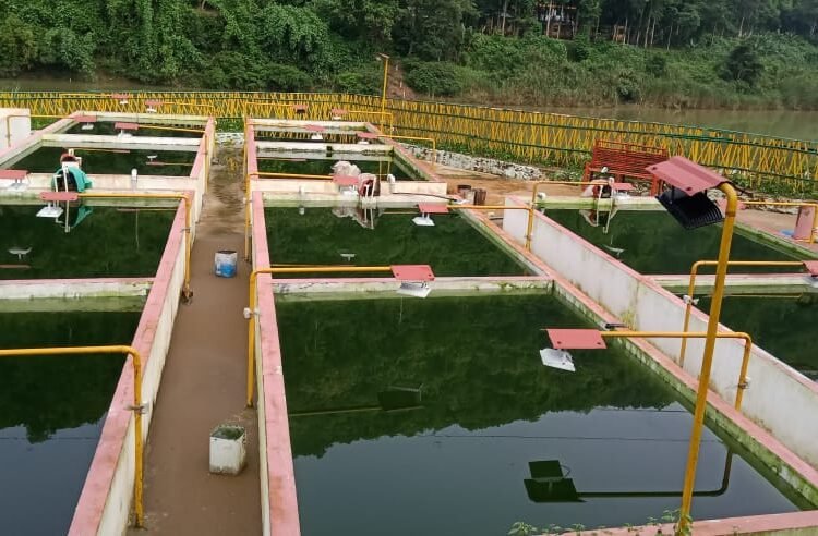 Algae set for release in Lukha river by October