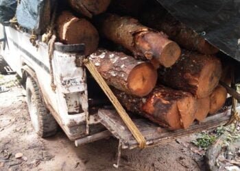 Vehicle with illegal timber seized