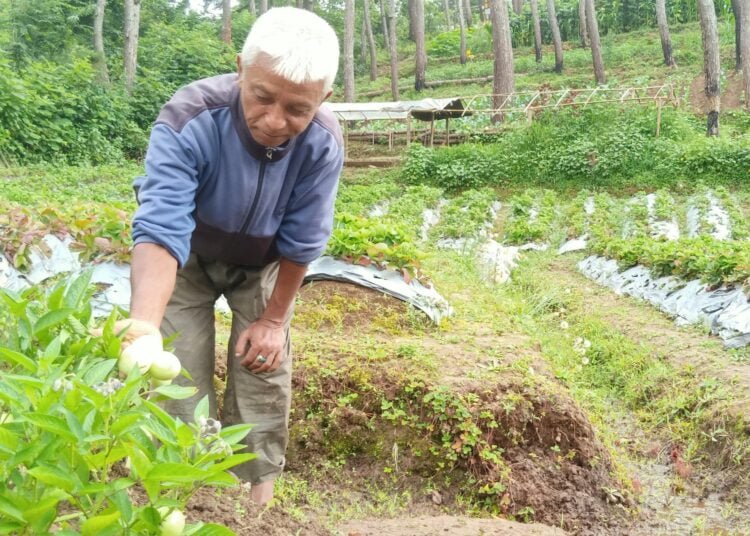 COVID-19 hits organic farm: Seeds shortage worries farmers