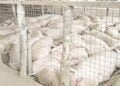 Concerns raised over import of pigs into state