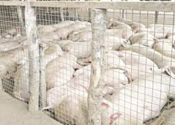 Concerns raised over import of pigs into state