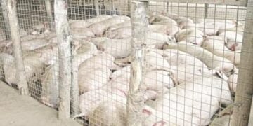Concerns raised over import of pigs into state
