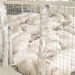 Concerns raised over import of pigs into state
