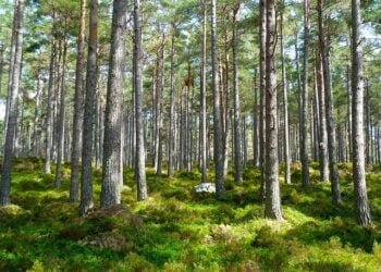 Covid-induced lockdown causes positive change in air quality