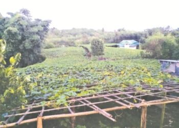 Farmers Commission calls for meeting on chayote