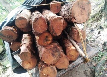 Small cars become new carriers of smuggled timber