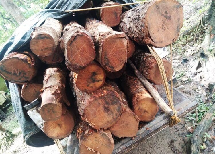 Small cars become new carriers of smuggled timber