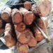 Small cars become new carriers of smuggled timber
