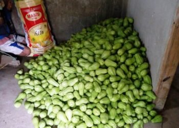 Farmers suffer as chayote price drops to Rs 2