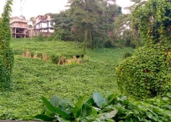 Lack of demand reason for chayote price drop