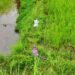 37-year old found dead in paddy field