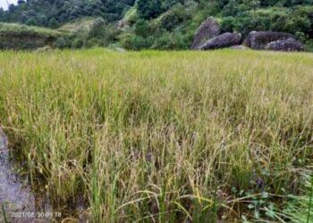 Failure of rice harvest a very real fear for SWKH farmers