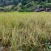 Failure of rice harvest a very real fear for SWKH farmers
