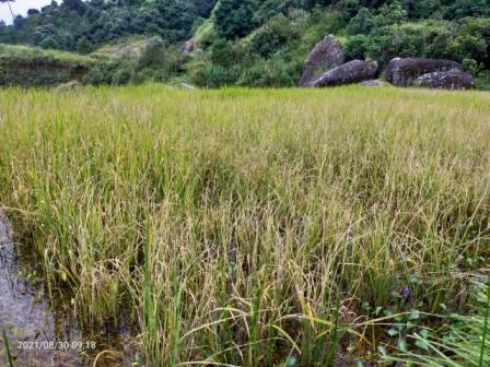 Failure of rice harvest a very real fear for SWKH farmers