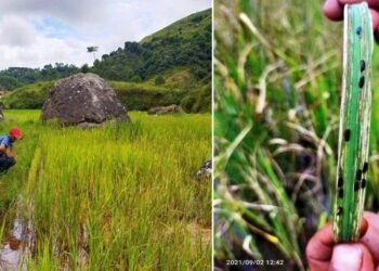 Experts identify SWKH rice pests