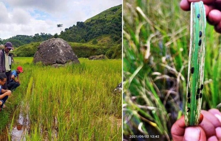 Experts identify SWKH rice pests