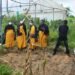 Mawkyrwat promotes nutrition through kitchen garden demonstration drive