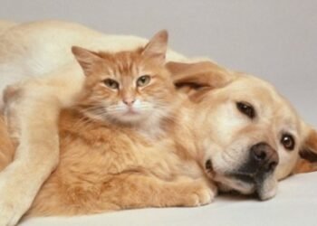 Govt warns against killing cats, dogs