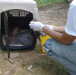Baby leopard cat kittens rescued by Wildlife Dept