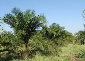 ‘Concerned by consequences of palm oil’