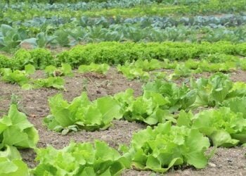 Going organic not been easy for Mawkynrew farmers