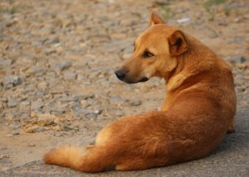 Ri-Bhoi DC bans wanton killing of strays