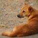 Ri-Bhoi DC bans wanton killing of strays