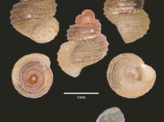Scientists find new snail species at Mawsmai cave