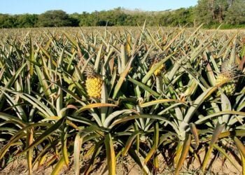 State mulls production of vegan leather from pineapple