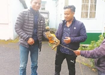 ‘Clouded leopard cub rescued’ in Jaintia Hills